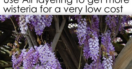 backwoods cottage layering for propagating wisteria japanese maples etc backwoods cottage layering for propagating wisteria japanese maples etc