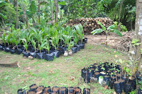 pinoyecofarm january _0107.JPG