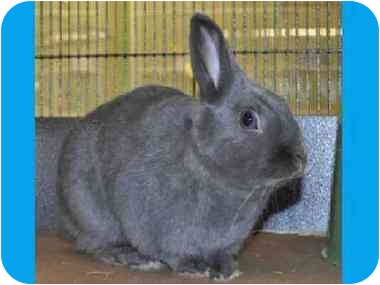 Cindy mentioned that she often hosts bunny 'Speed Dating' events in which people can bring their bunny companion in to meet adoptable others and hopefully make a love connection! Coco Latte is a young male mini lop just waiting for his forever home! Cindy mentioned that she often hosts bunny 'Speed Dating' events in which people can bring their bunny companion in to meet adoptable others and hopefully make a love connection! Coco Latte is a young male mini lop just waiting for his forever home!