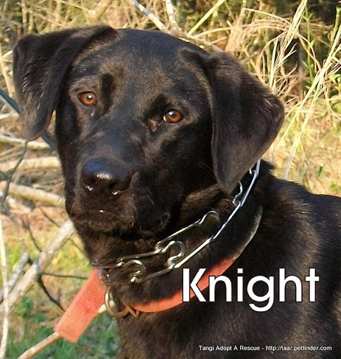 knight black lab fm