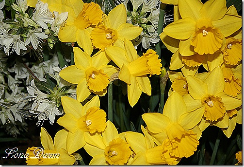 HGS_Daffodils2