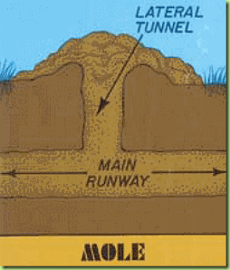 mole-tunnels