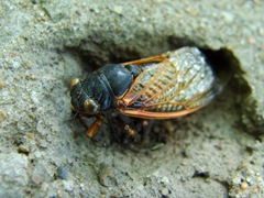 dead cicada