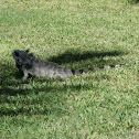Green Iguana