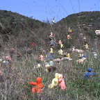 klil2.jpg