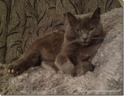 Katten Bamsan