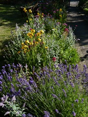 garden june 2011 004