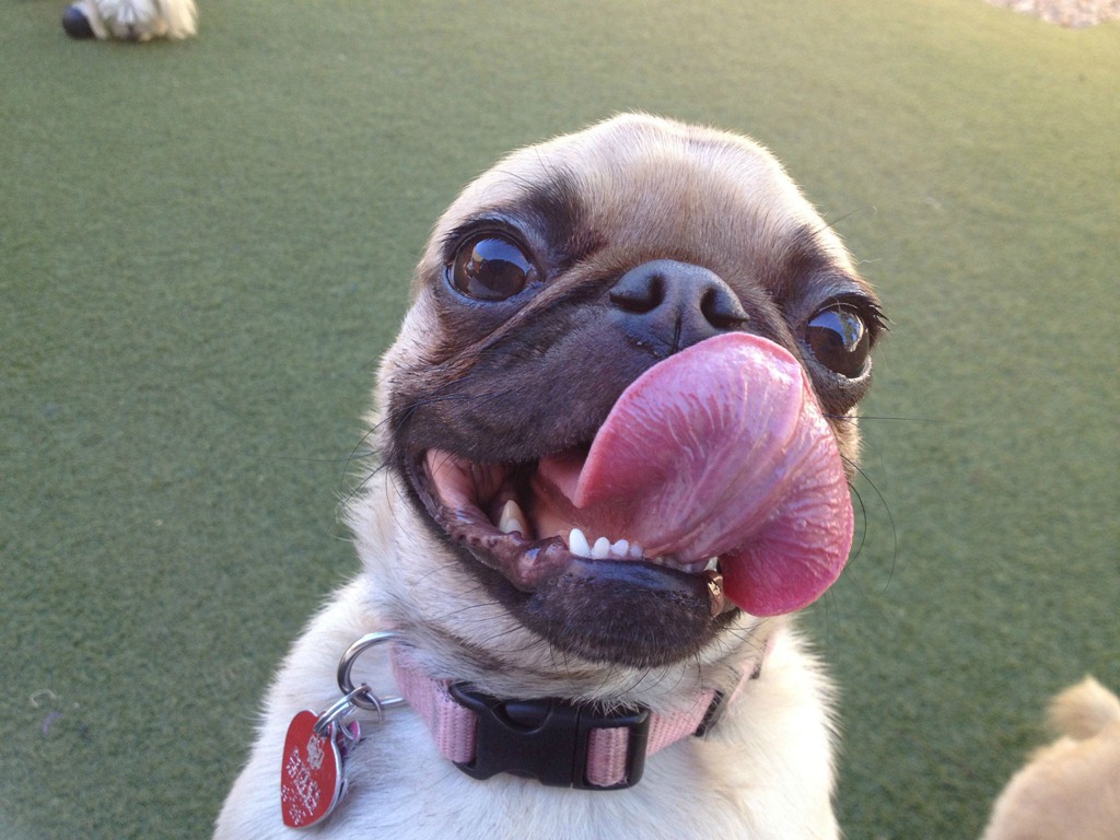 [Cute_Dogs_With_Tongues_Out_25%255B4%255D.jpg]