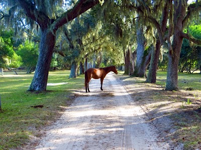 They were once kept by the Carnegie family who owned most of the island IMAGE_478.jpg