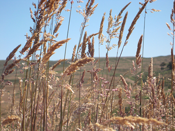 At Tom's Point in Marin Co., California, the exotic grass Holcus lanatus is common. California's native grasses, already under pressure from invasive exotic grasses, are likely to be pushed aside even more as the climate warms. Brody Sandel