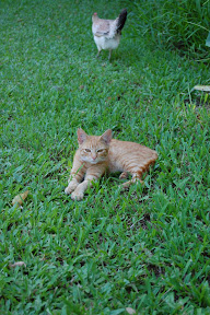 DSC_0321.jpg