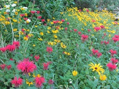 July 2013 flowers in the backyardbee balm and daisies6