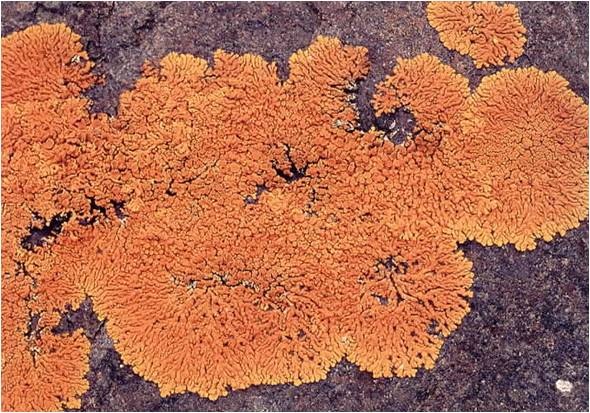 [crustose%2520lichen%255B4%255D.jpg]