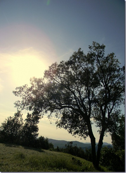DSCN1520 DSCN1520