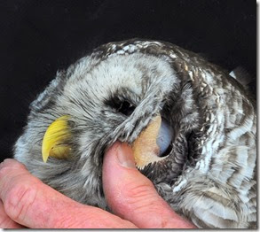 barred owl ear