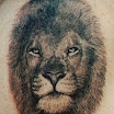 Lion #2