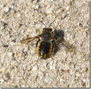 anthid male 3