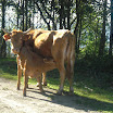 Basauri mandoia gorbeia 08052011 (1).JPG