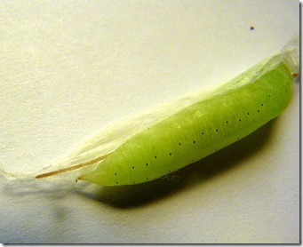 P1040964