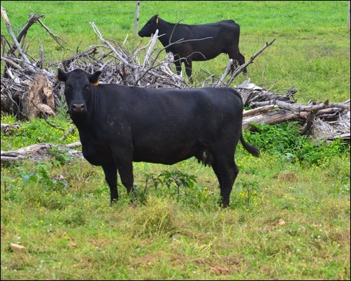 cow watching me cow watching me