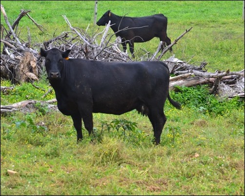 cow watching me