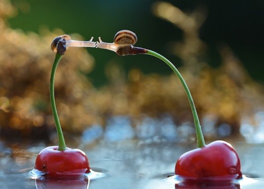 snails09(2) snails09(2)