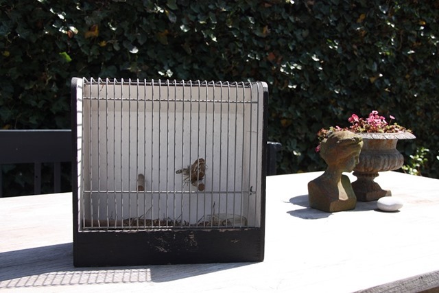 vogelkooi vogelkooi