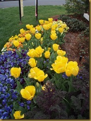 tulips1 tulips1