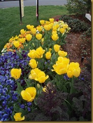 tulips1