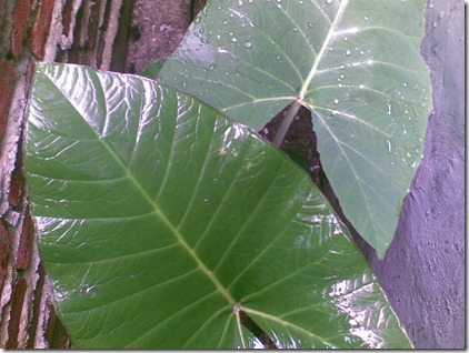 daun-talas-pakai-perekat daun-talas-pakai-perekat