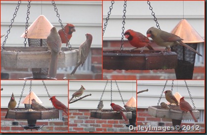 Cardinals M-F collage