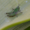 Immature Grasshopper
