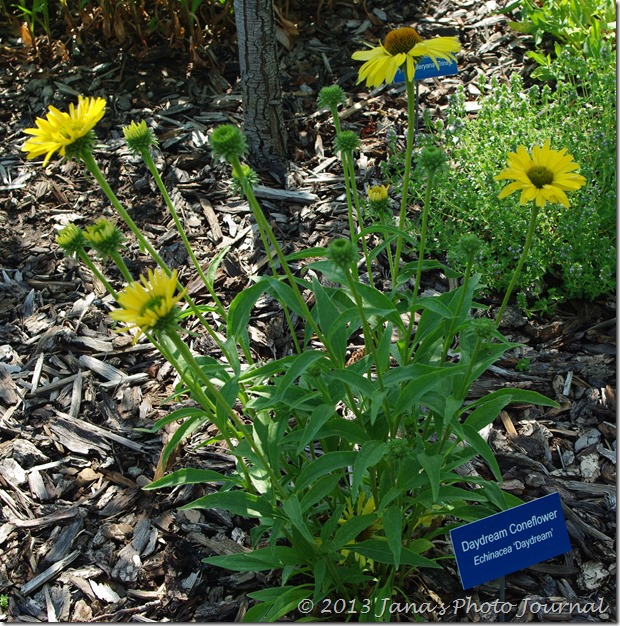 Daydream Coneflower Plant