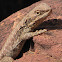 Ring-tailed dragon