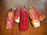 Corn we roasted outside in our firepit.  Beautiful colors huh?