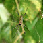 We saw this particularly vicious looking spider the next day, dying to know how venomous it is/isn't!