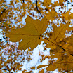 DSC_7095.jpg