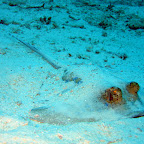 Bluespotted stingray