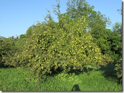 IMG_0659 IMG_0659