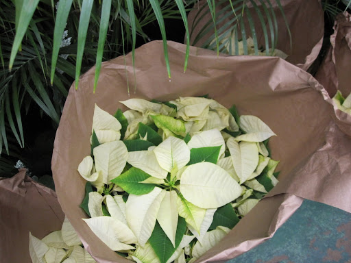 White poinsettias are so elegant looking.