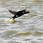 Cormorán Grande