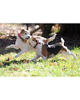 Bailey and Aubie Harbach, beagles from Greensboro, North Carolina. Bailey and Aubie Harbach, beagles from Greensboro, North Carolina.