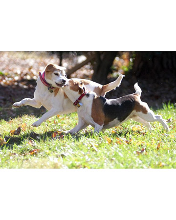 Bailey and Aubie Harbach, beagles from Greensboro, North Carolina. Bailey and Aubie Harbach, beagles from Greensboro, North Carolina.