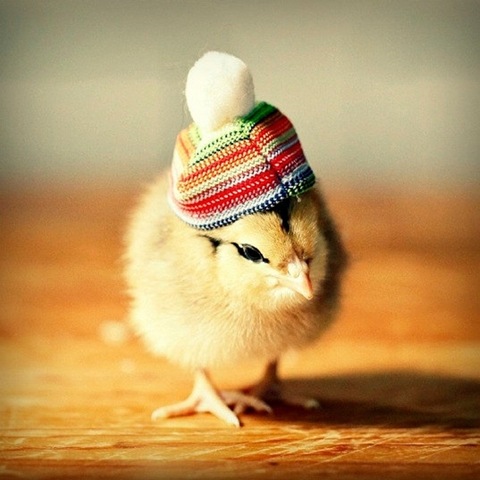 [chick-in-hats-3%255B2%255D.jpg]