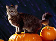 Wiccan Cat