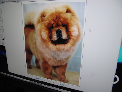 Oh, Paw Paw!  We miss that handsome chow very, very much.