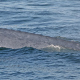 Blue whale
