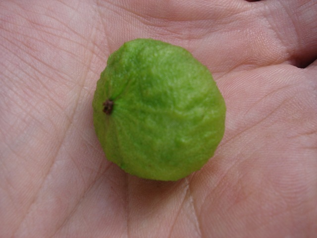 [Jaboticaba%2520Branca%2520II%255B2%255D.jpg]