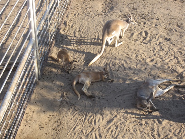 [IMG_8544%255B2%255D.jpg]