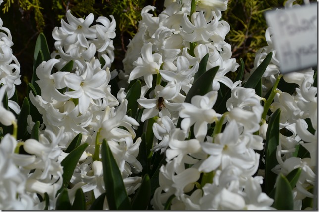 DSC_0012 DSC_0012